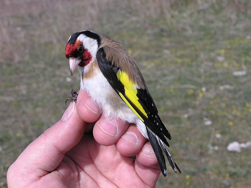 European Goldfinch, Sundre 20050510